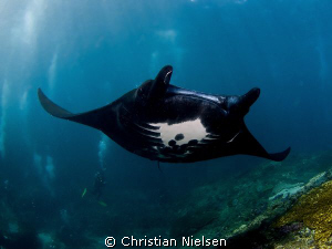 Black beauty shot on Manta Point, Nusa Penida around full... by Christian Nielsen 